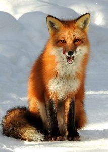 A picture of a red fox in snow.
